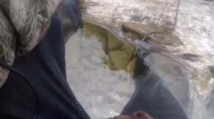 Ловля сазана,леща на Красноярском водохранилище.Удачная рыбалка.