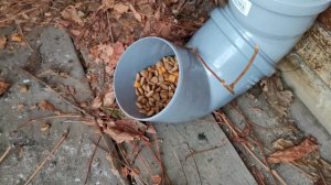 Автоматическая кормушка для бездомных кошек в саду.