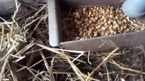 Бункерные кармушки и вакумные поилки для гусей и уток！