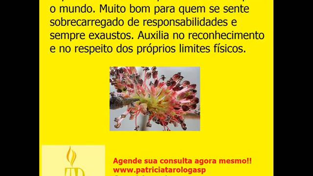 Floral Elm смотреть онлайн