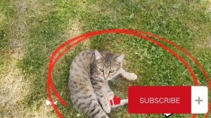 lv_0_20230621104904.mp4