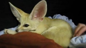 Cutest Fennec Fox In the World!!! | Adorable Sounds