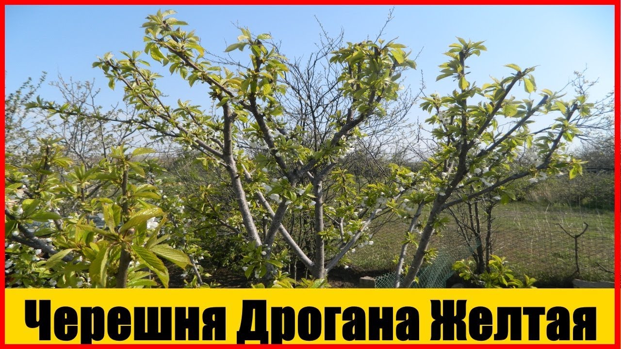 черешня дрогана желтая || Желтоплодные сорта черешни
