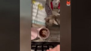 Самые смешные реакции собак на еду ?- Смешное видео про животных - Смешные видео про собак ?