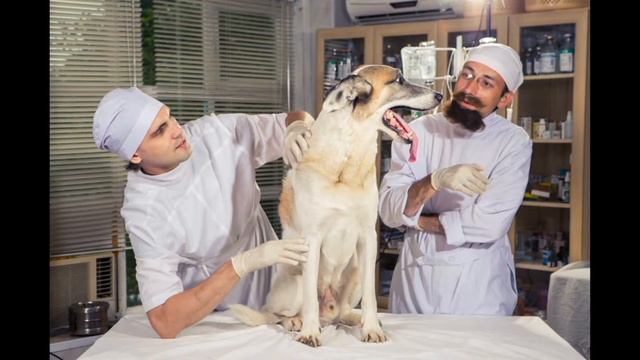 Собачье сердце смотреть онлайн