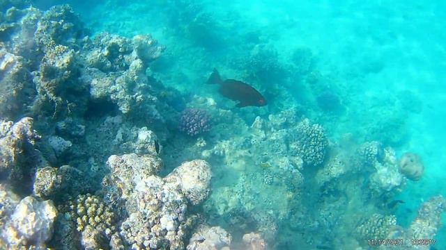 #красноеморе #fische #дайвинг #подводныймир #рыба #коралл #рекомендации #огромнаярыба