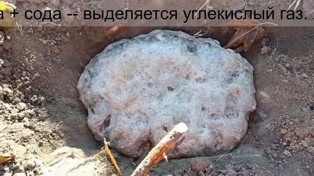 Щелочная или кислая почва. Хвощ как индикатор кислотности. YouTube.