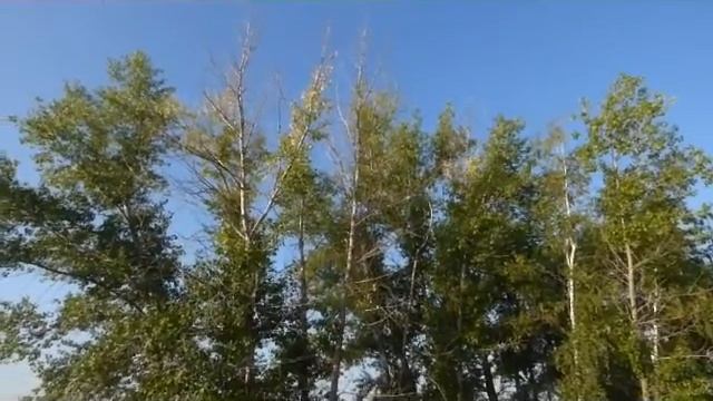 Большой пёстрый дятел. смотреть онлайн