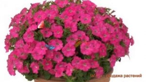 Петуния мультифлора Джоконда Роуз (dzhokonda rouz) ? обзор: как сажать, семена петунии Джоконда Роу