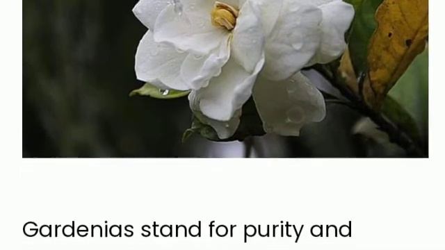 The Different Type Of Flowers (Flower Meanings) смотреть онлайн