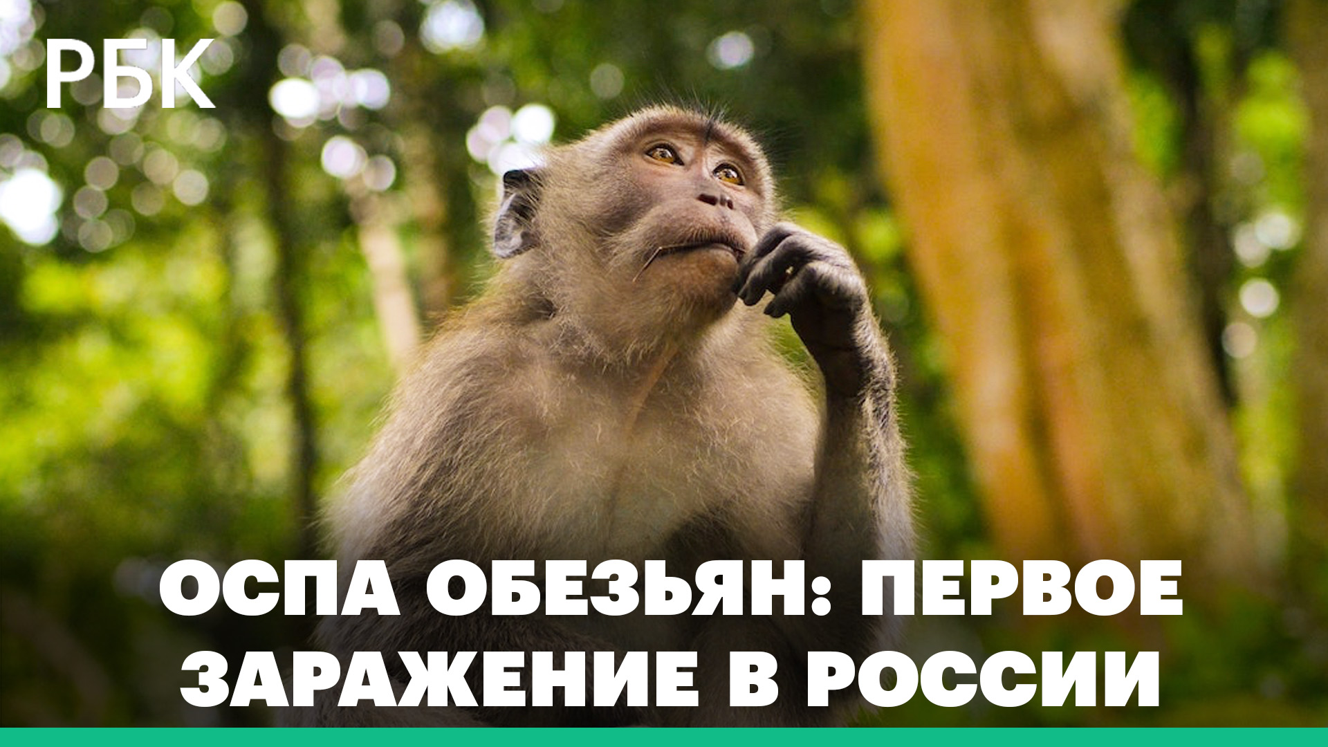 Оспа обезьян: первое заражение в России по сообщению Роспотребнадзора