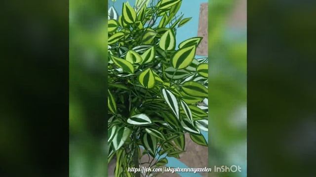 ? Искусственное дерево. Фикус "Кёрли" пёстролистый смотреть онлайн
