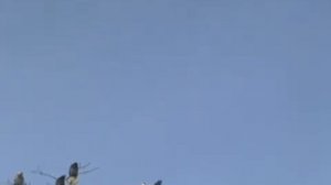 Голуби Андрея, 0502723868,   г. Красноармейск.