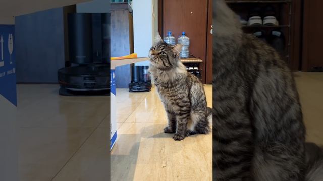 Эксперимент🤔 #maincoon #cyprus #cat #shortvideo