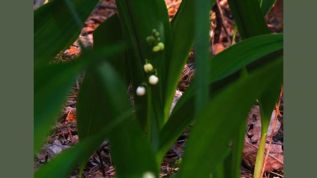Весенние лесные ландыши. Forest spring lily of the valley. смотреть онлайн