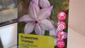 #Обзор #клематисы Обзор моих клематисов помирашек- реанимашек и не только...Клематисы в горшках!