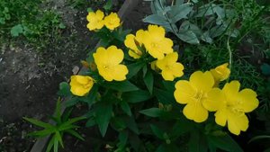 Энотера Ночная свеча, выращиваие.
