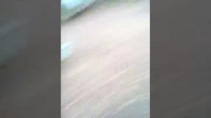 Как выглядят лоси!!!