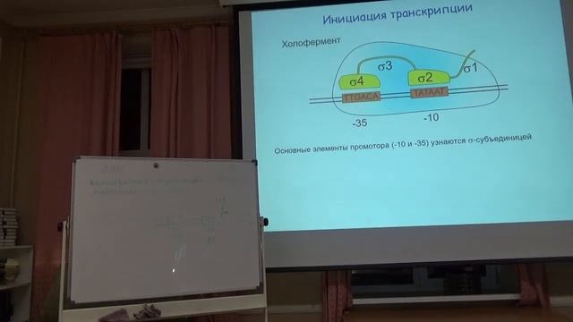 Наталия Миропольская. Молекулярная биология. Транскрипция у прокариот. Семинар для учителей #4