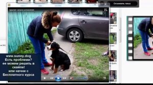 Как быстро успокоить собаку  Быстрый способ