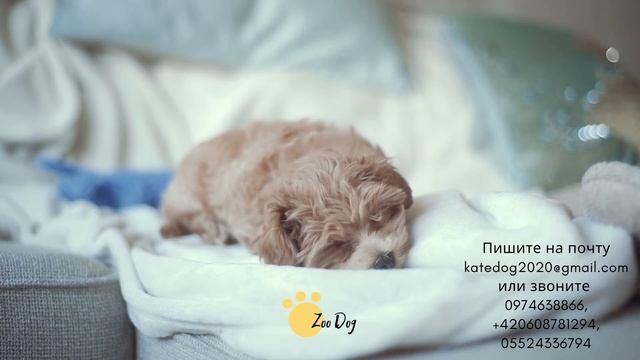 той пудель, пудель, собака, порода пудель, карликовый пудель, toy poodle,