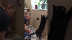 наклейки для кошачьей зоны