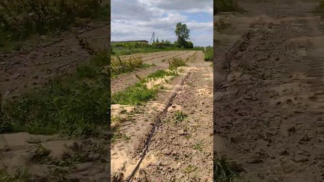 Совет Агронома -( Саня - малинка) як ускорить процес розкладання шлангів для Голубики- Лохина смотреть онлайн