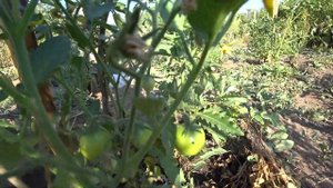 Помидор сорта Розовая Стелла радует своими плодами летом 2021 года