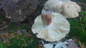 Gołąbek czarniawy (Russula nigricans) Sowina