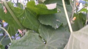 Огурцы посадка в конце июля