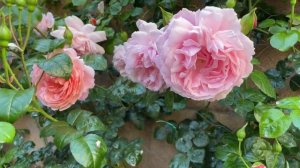 David Austin Strawberry Hill Rose 大卫奥斯丁 英国月季 爬墙月季 草莓山月季