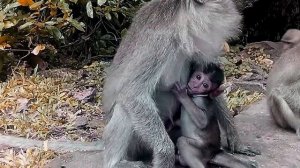 Обезьяна с детёнышем. A monkey with a baby.