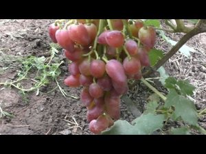 Сорта винограда 2020. Дубовский розовый vs Преображение