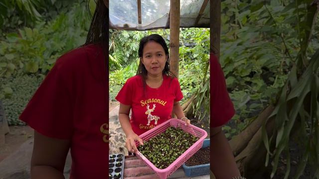 Anthurium Foliage: Reasons why we started collecting смотреть онлайн