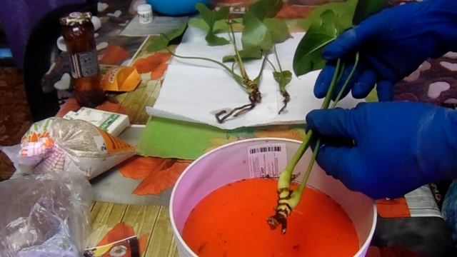 Антуриум. Лечение корневой гнили. смотреть онлайн