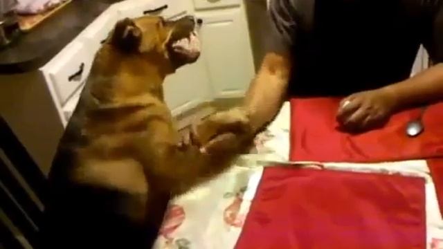 Армрестлинг с собакой смотреть онлайн