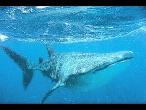 Whale shark
