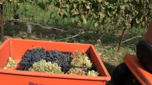 виноград краснодарский край .Муж отдыхает