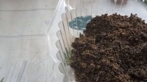 Пересадка черенков туй с первыми корешками.