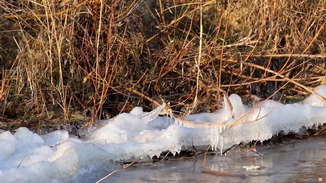 Заблудившаяся во времени белая трясогузка. Motacilla alba. Птицы Беларуси.