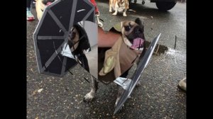 STAR WARS PUGS