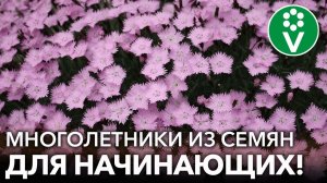 10 ЛУЧШИХ МНОГОЛЕТНИХ ЦВЕТОВ ИЗ СЕМЯН, которые вырастить проще простого! Легко, дешево, красиво!