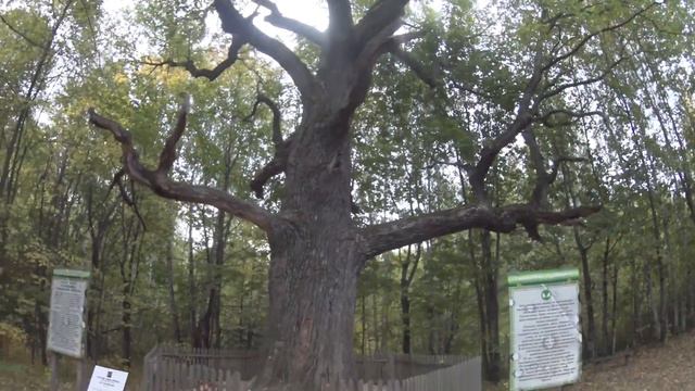 загадываю желание около дуба которому 475 лет смотреть онлайн