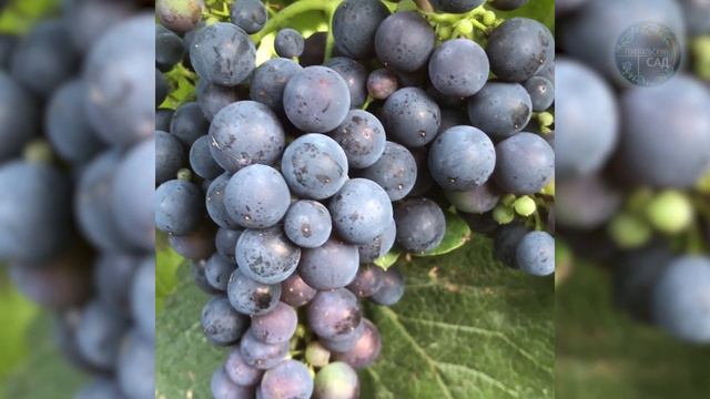 В Октябре облейте этим Весь Огород! Удивитесь какие Огромные Урожаи будут! Проверено временем! смотреть онлайн