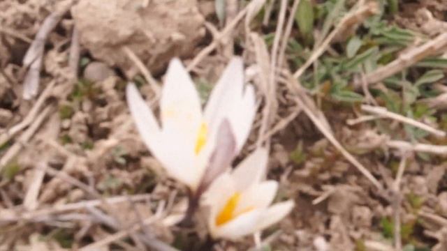 БАЙЧЕЧЕКЕЙ АЧЫЛДЫ #жаз #байчечекей смотреть онлайн