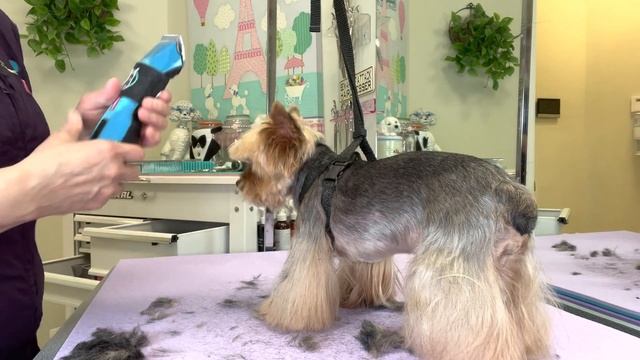 A cute YORKIE haircut. FUN FUSION Freestyle inspired haircut for a Yorkshire Terrier . смотреть онлайн