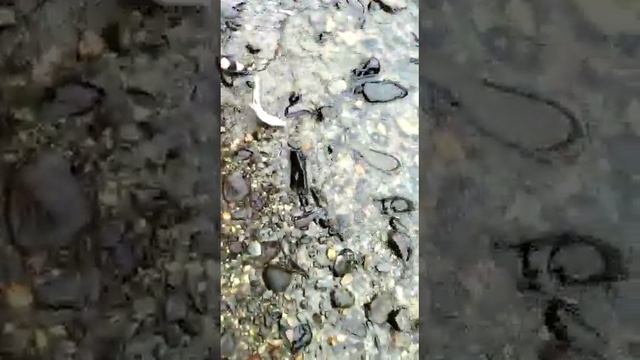 Хариус или сиг? смотреть онлайн