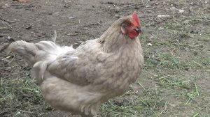 Разделываем поросенка к празднику. Влог 3