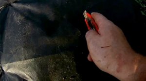 Посадка клубники под спанбонд. Получение рассады с усов.