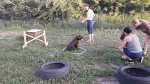 Дрессировка щенка немецкой овчарки и лабрадора. Видео